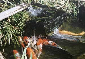 清水湧く池に遊ぶ鯉